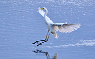 01 Great White Egret (Ardea alba)
